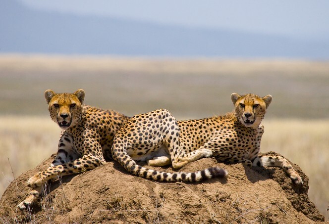 Serengeti National Park. Two cheetahs in the savannah.